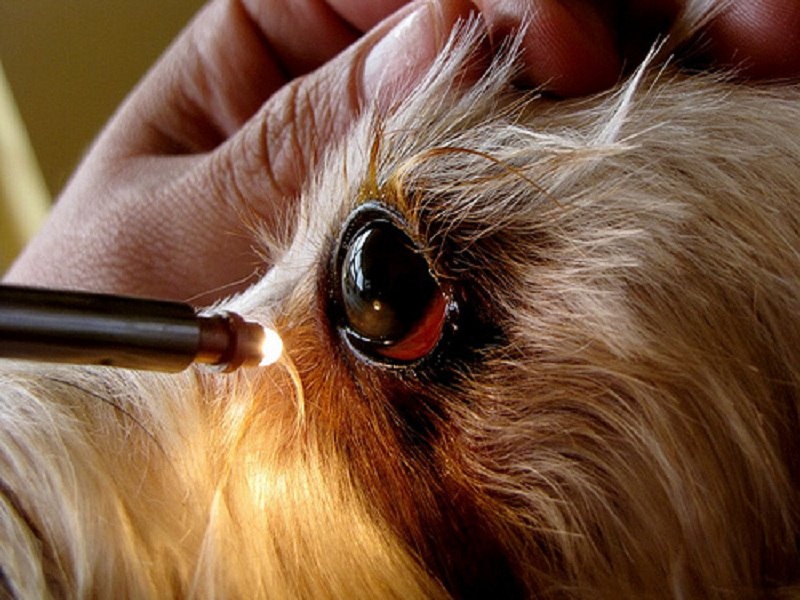 Как распознать болезнь глаз у собаки?